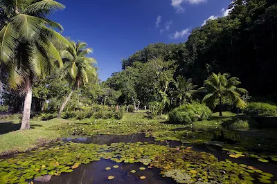 The public gardens of Vaipahi on Tahiti offer wonderful views of water, light and exquisite vegetation.