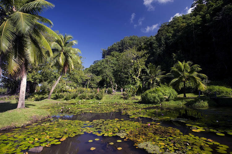 The public gardens of Vaipahi on Tahiti offer wonderful views of water, light and exquisite vegetation.