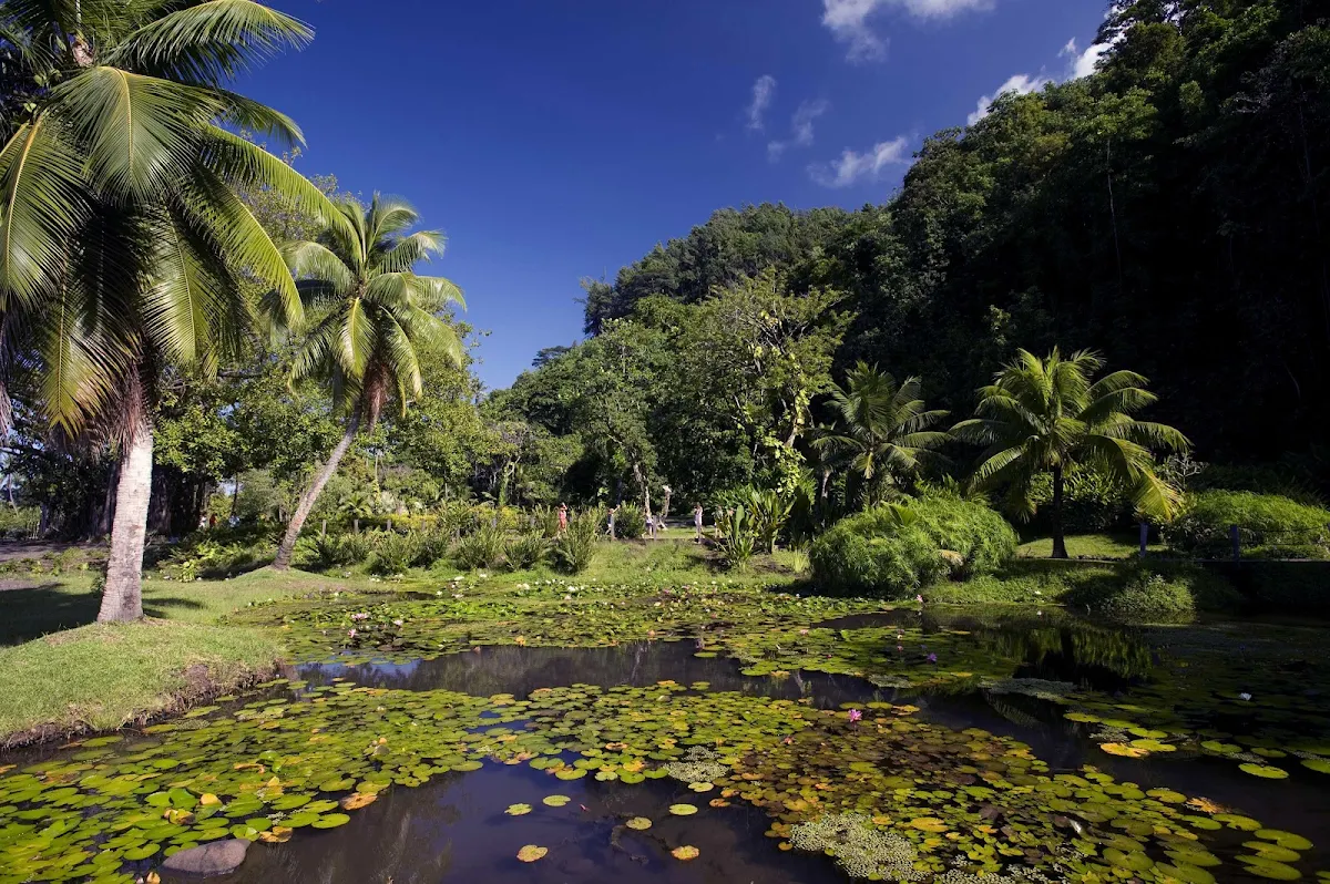 Tahitian-Pond-Lillypads-Vaipahi-Gardens-Tahiti - The public gardens of Vaipahi on Tahiti offer wonderful views of water, light and exquisite vegetation.
