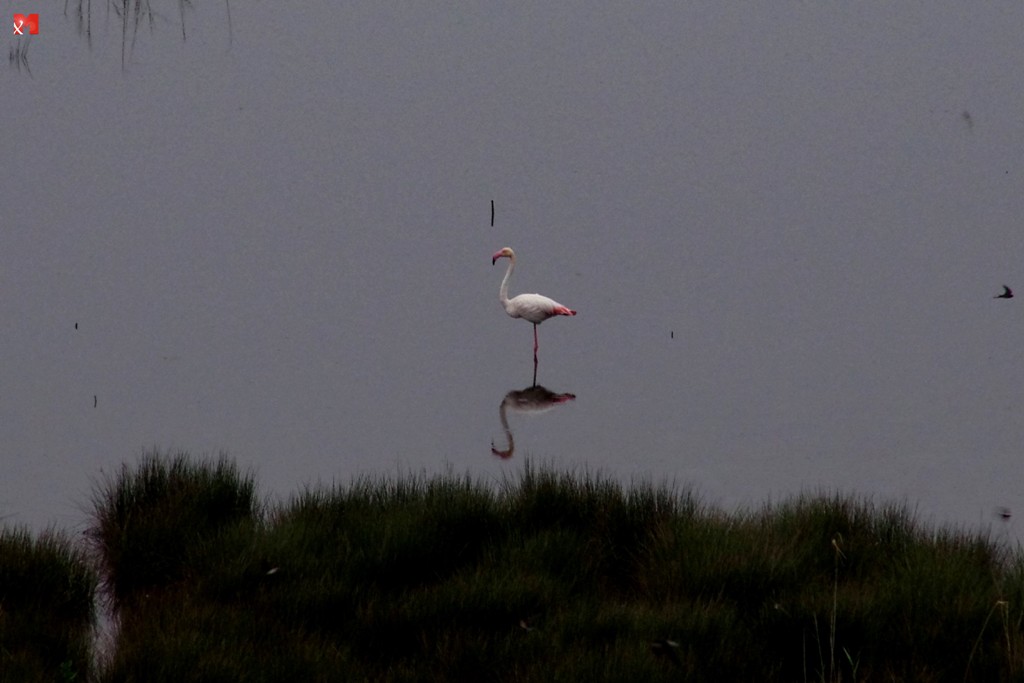 Greater Flamingo (Φοινικόπτερο)