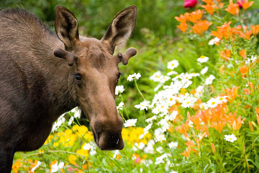 Anchorage-moose-with-flowers - A moose enjoys a snack near Anchorage, Alaska.