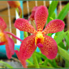 Mokara Orchid