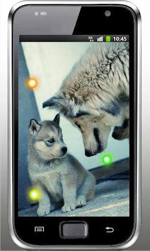Lovely Puppies live wallpaper