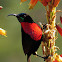 Scarlet-chested sunbird