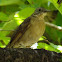 Creamy-bellied Thrush, Sabiá-Poca(Brazil)