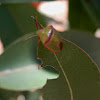 pentatomid bug