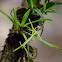 Orquidea epifita