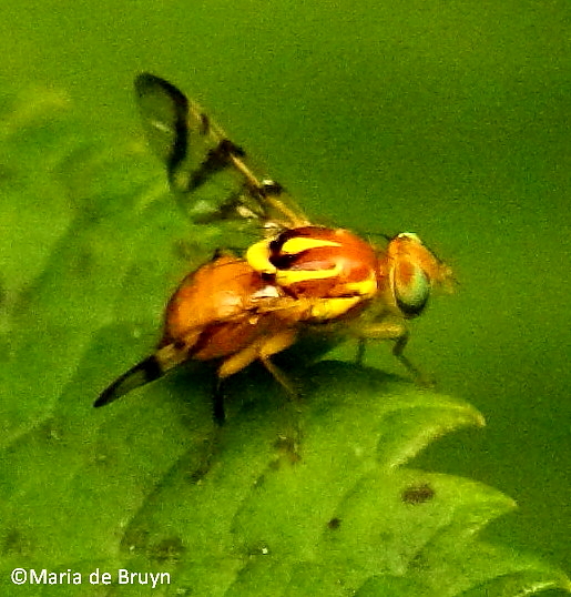 Pepper maggot fruit fly Project Noah