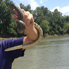 Speckeled kingsnake