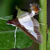 Cucumber Moth