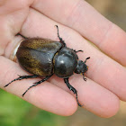 Eastern hercules beetle (female)