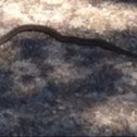 Northern brown snake