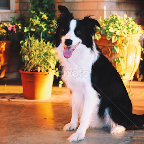 My beautiful Bud! by Jenna Line - Animals - Dogs Portraits