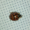 Multicolored Asian Lady Beetle