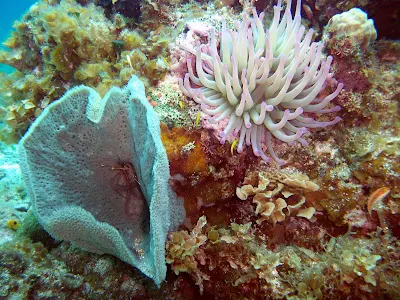 Anemone, coral and sponges are part of the undersea gardens you'll find near Cozumel, Mexico.