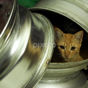 my hideout by Wan DV II - Animals - Cats Playing
