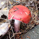 Vomiting russula