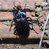 Carabidae Beetle