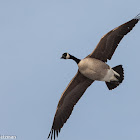 Canada Goose