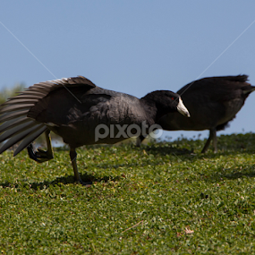 Coot Stretch by Mamdouh Ahmed - Animals Birds