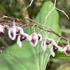 Orquídea Pleurathallis convallaria