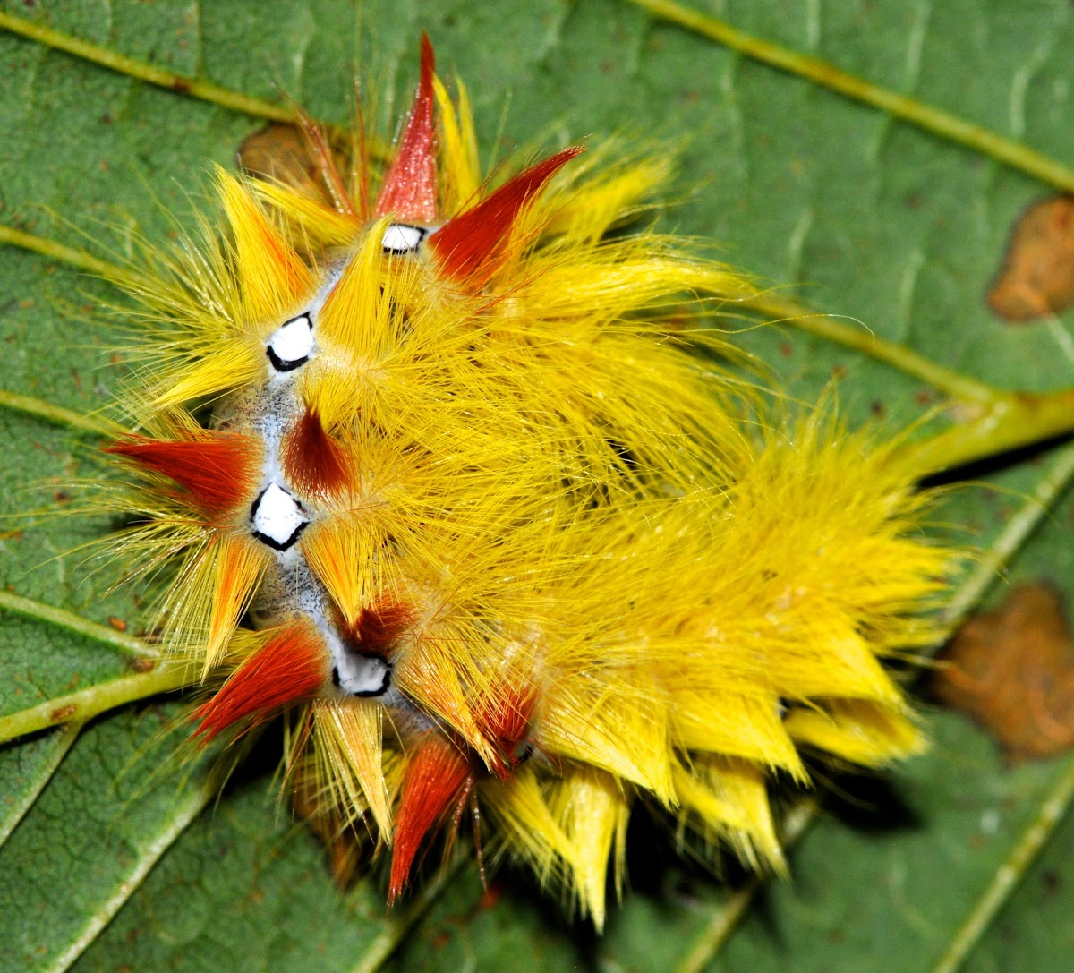 Sycamore moth