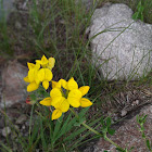 Lotus alpinus