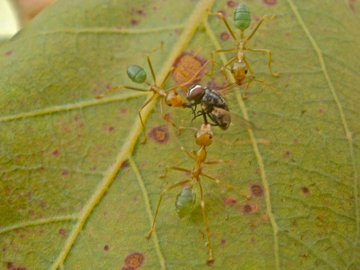 Green Weaver Ant