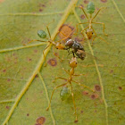 Green Weaver Ant
