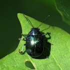 Eumolpine Leaf Beetle