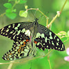 Lime Swallowtail Butterfly