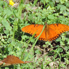 Gulf Fritillary Butterfly