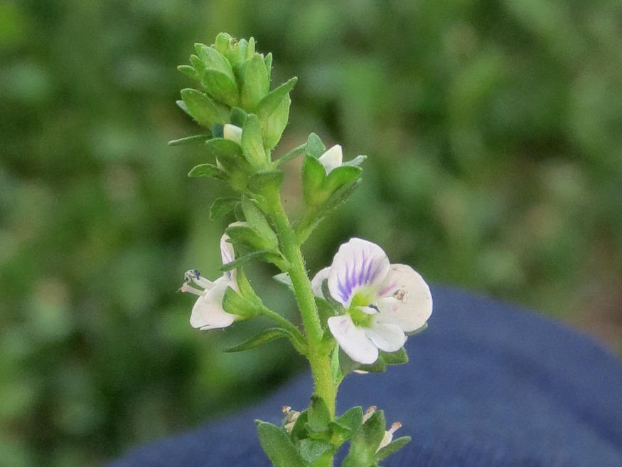 thyme-leaved speedwell