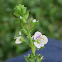 thyme-leaved speedwell