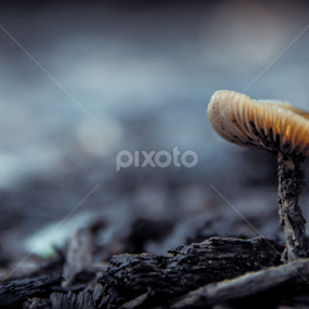 Alone by Barak Johnson - Nature Up Close Mushrooms & Fungi