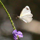 Narrow-winged Pearl-white