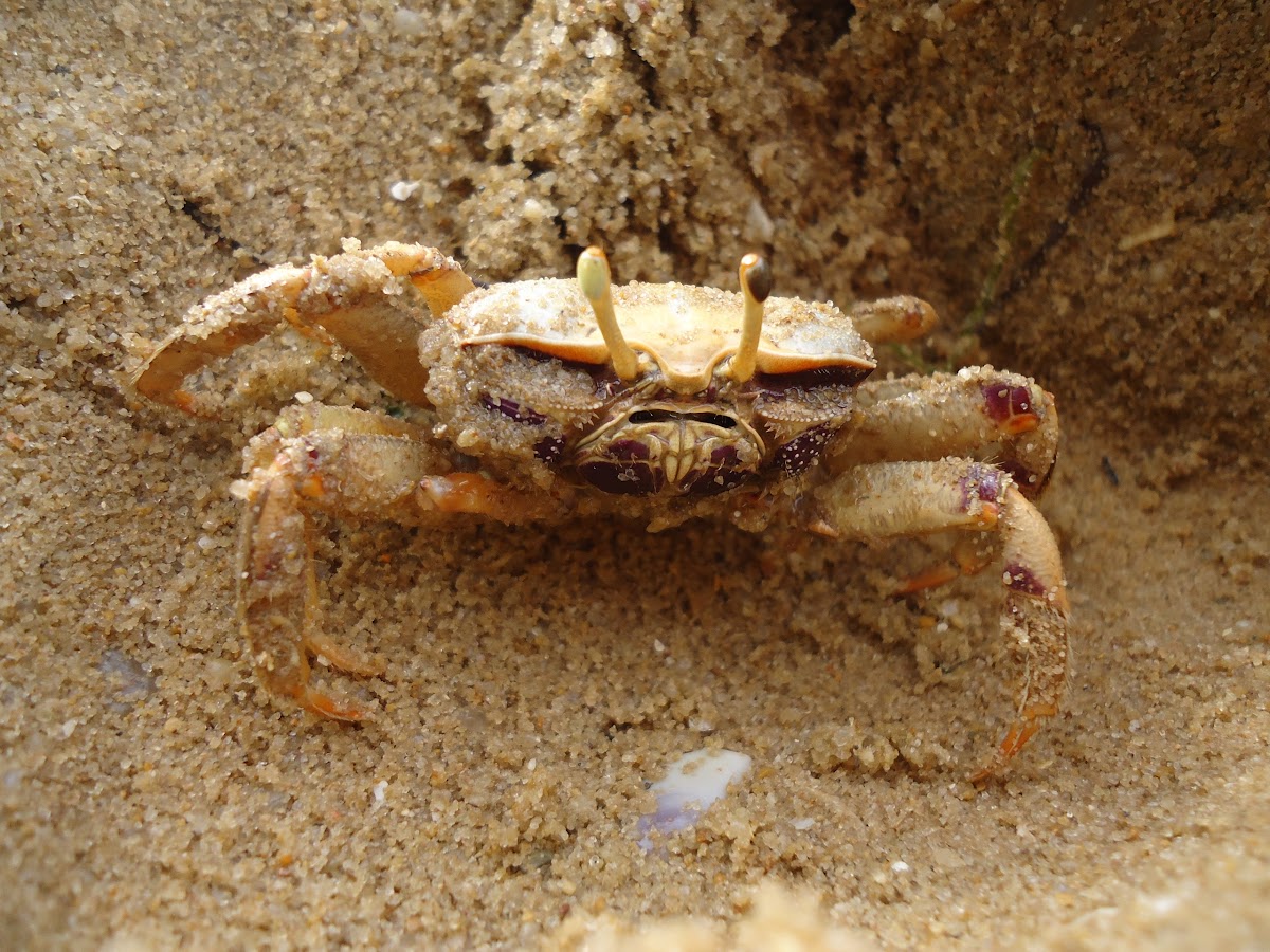 Fiddler crab  ♀