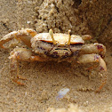 Fiddler crab  ♀