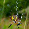 Wasp Spider / Orb Weaver