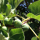 Common Fig