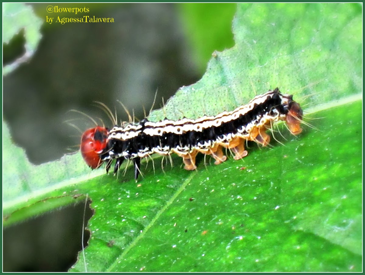 Asota Moth Caterpillar