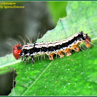 Asota Moth Caterpillar