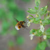 Heath Bee-fly