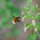 Heath Bee-fly
