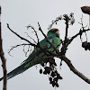 Mallee Ringneck Parrot