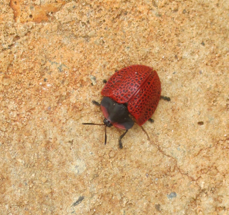 Red Tortoise Beetle