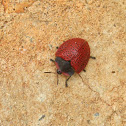 Red Tortoise Beetle