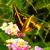 Eastern Giant Swallowtail