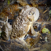 American Toad (male mating call)