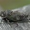 Dog day cicada